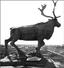 Полярный олень. Воркута. 1953г.